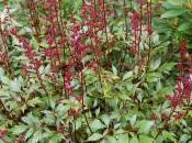 Astilbe Japonica ‘Montgomery’