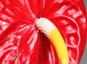 DAILY PHOTO: Flamingo Flower Lady’s Eardrops