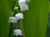 Lily Valley Convallaria Majalis