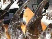 Customs Agents Electronic Control Over Wildlife Trade