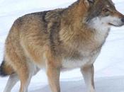 Help Gray Wolves Recover Protection Status