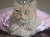 Images Cats Wearing Tiara