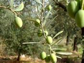 Interview with Olive Expert (1): Health Aspect