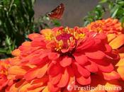 Making Your Zinnias Last Longer