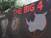 South African Park Considers Rhino Evacuation