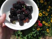 Think Might Time Find Nice Blackberry Recipe...