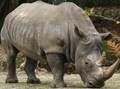 Vets, Hunters Among Court Rhino Poaching