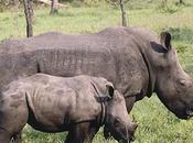 Mother Calf Rhino Killed Black Sanctuary, Pejeta