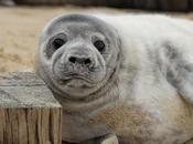 Wind Turbines Provide Feeding Opportunities Wildlife