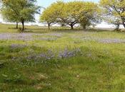 Quantock Greenway South (Part