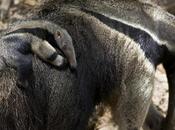 Giant Anteaters Kill Hunters Brazil