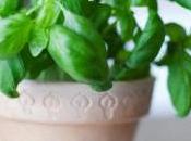 Best Benefits Basil Leaves Skin Care, Hair Health