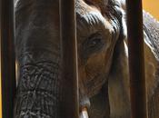 Zoos Internal Struggle: Conservation Captivity #RambleOn