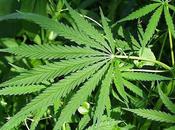 York Times Supports Legalization Marijuana