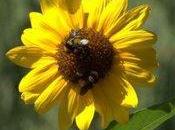 Negatives Neonicotinoids