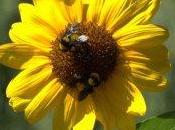 Negatives Neonicotinoids