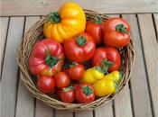 Tomatoes Harvest Last!