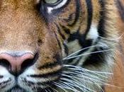 Protect Tigers: Keep Them American Backyards