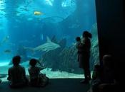Aquariums Right? What Wore Explore This Moral Dilemma!