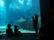 Aquariums Right? What Wore Explore This Moral Dilemma!