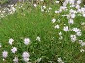 Dianthus Monspessulanus