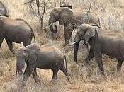 David Sheldrick Wildlife Trust Updates