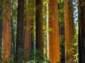 Lawsuit Protect Richardson Grove Redwoods