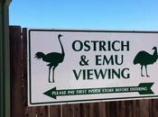 Visit Ostrich Land