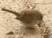 Bird Species; More Than Threatened