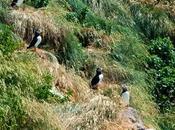 Obsession with Puffins