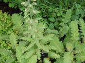 Meconopsis Paniculata