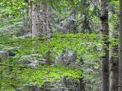 Gone Forest