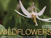 2015 Wildflower Calendar Special Early Bird Pricing