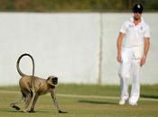 Aping .... Keeping Monkeys Human Langurs Work