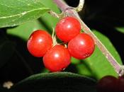Various Tundra Plants
