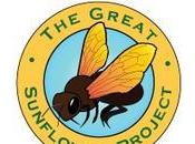 Great Sunflower Project