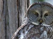 Yosemite: Wildlife Threatened Shrinking Snowpacks, Drought, Wildfires