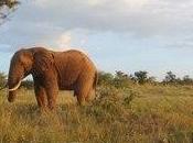 Africa: U.S. Support Combating Wildlife Trafficking