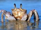 NOAA: Ocean Acidification Rises, Shells Shrink