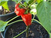 Peppers Chillis Ripening