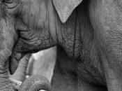 Petition: Elephants Belong Circuses