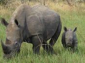 Thank Animal Conservationists Saving Rhinos