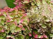 Hydrangea Flower Happiness