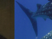 America’s Founding Fathers Sharks