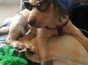 Best Ways Paint Over Pictures Dogs