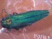 Tree-threatening Insect Trapped Boston