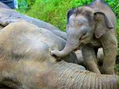Pgymy Elephants Poisoned Malaysia! Let’s Remember That World Elephant