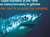 California’s Great White Sharks Need Help, Fear