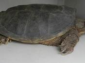 Might Wildlife Rehabilitator