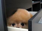 Funniest Images Dogs Hiding